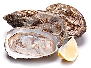 Raw oyster and lemon on a whte background.