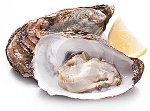 Raw oyster and lemon on a whte background.