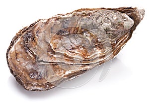 Raw oyster on a whte background