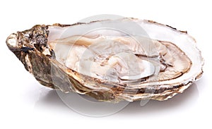 Raw oyster on a whte background
