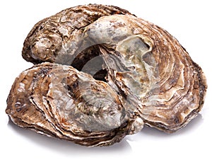 Raw oysters.