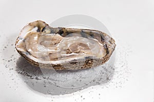 Raw Oysters On White