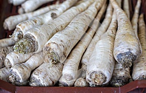 Raw parsley root