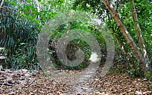 Raw Path through Green Forest - Trek through Tropical Trees