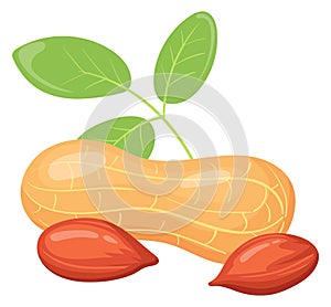 Raw peanut icon. Cartoon natural shell nut