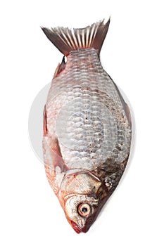 Raw perch on white background