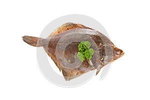 Raw plaice fish photo