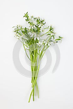 Raw plant Ornithogalum is considered an effective treatment for toothache, runny nose, nail fungus, heel spur, bronchitis,