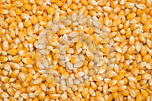 Raw popcorn seed