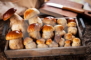 Raw porcini mushrooms