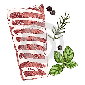 Raw pork spareribs sketched vector