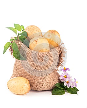 Raw potatoes in burlap bag isolated on white background