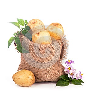 Raw potatoes in burlap bag isolated on white background