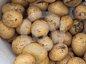 Raw potatoes close-up