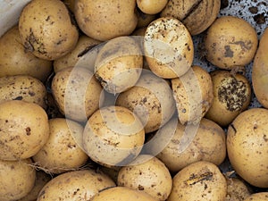 Raw potatoes close-up