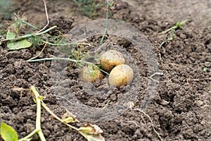 Raw potatoes in field