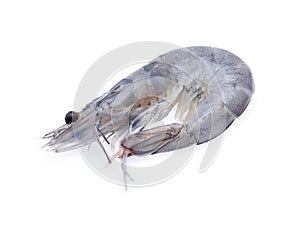 Raw prawns isolated on white background