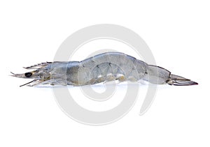 Raw prawns isolated on white background