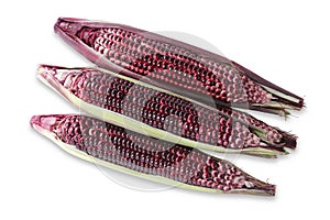 Raw purple corn isolated on white background. A lot of Anthocyanins natural color substances. Sweet taste.