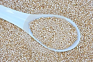 Raw Quinoa Grains photo