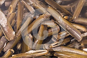 Raw razor clams in a fishing market