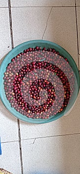 Raw Red Berries Coffee Bean for production