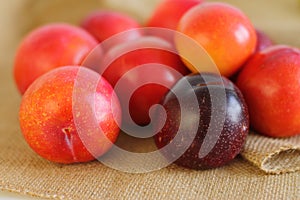 Raw red plums on burlap