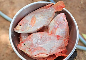 Raw red tilapia fish with salt in bowl