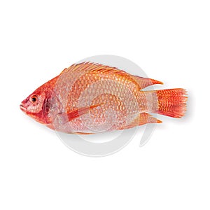 Raw Red tilapia