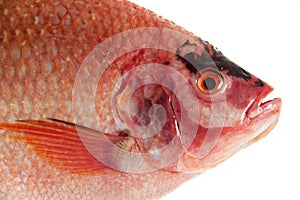 Raw Red tilapia