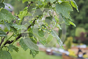 Raw ribes nigrum, black currant