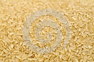 Raw rice grains closeup