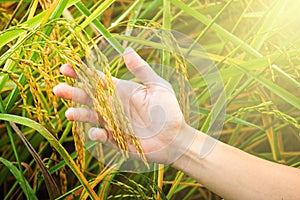 Raw Rice Paddy in the Farmer Hands. Food Agriculture