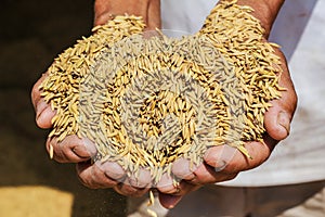 Raw rice or paddy in farmer `s hand.