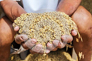 Raw rice or paddy in farmer `s hand.