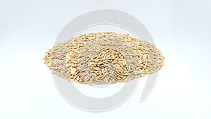 Raw Rice paddy on isolated white background