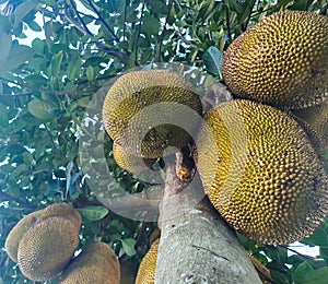 Raw ripe big south asian Jack fruits hanging from the tree during the summer. National fruit of Bangladesh