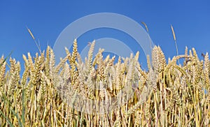 ripe and golden wheat in a fiel under blue sky photo