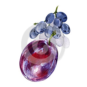 Raw ripe plum fruit and grape isolated on white background. Watercolor handrawing botanic illustration. Art for design