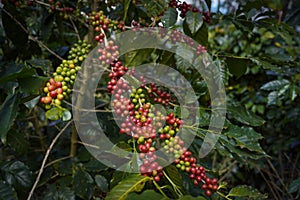 Raw or ripe red branch of Arabica and Robusta and organic coffee berries beans on tree. Farmer crop fruit at farm in Java