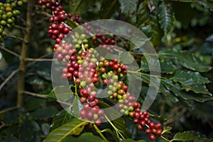 Raw or ripe red branch of Arabica and Robusta and organic coffee berries beans on tree. Farmer crop fruit at farm in Java