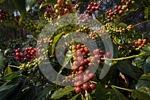 Raw or ripe red branch of Arabica and Robusta and organic coffee berries beans on tree. Farmer crop fruit at farm in Java
