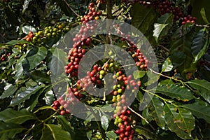 Raw or ripe red branch of Arabica and Robusta and organic coffee berries beans on tree. Farmer crop fruit at farm in Java