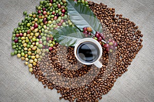 Raw or ripe red branch of Arabica and Robusta and organic coffee berries beans on tree. Farmer crop fruit at farm in Java. Coffee