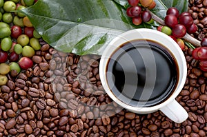 Raw or ripe red branch of Arabica and Robusta and organic coffee berries beans on tree. Farmer crop fruit at farm in Java. Coffee