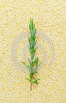 Raw risoni pasta with rosemary sprig. The concept of traditional Italian cuisine. Vertical orientation.