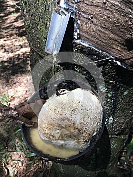 Raw rubber, ready for collection, Fazenda, Sao Paulo Stare Brazil photo