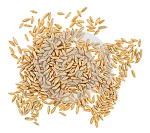 Raw rye grains isolated on white background, top view. Healthy grains and cereals. Rye kernels