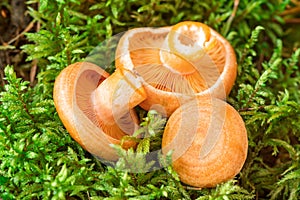 Raw Saffron milk cap mushrooms on moss background. Lactarius deliciosus mushroom closeup. Forest mushroom. Selective
