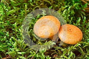 Raw Saffron milk cap mushrooms on moss background. Lactarius deliciosus mushroom closeup. Forest mushroom. Selective